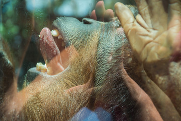 An orangutan in a zoo behind glass communicates with people. Animals in captivity. Animals in the zoo © Наталья Маяк