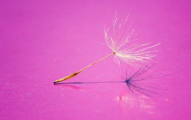 dandelion seed close up on pink background 