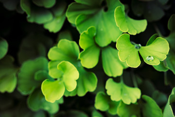 Close up of fresh green ginkgo biloba leaves (Yin Xing). Natural green foliage background. Ying yang symbol