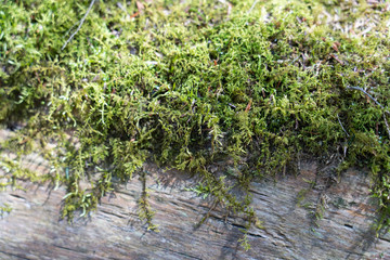 Moss on log