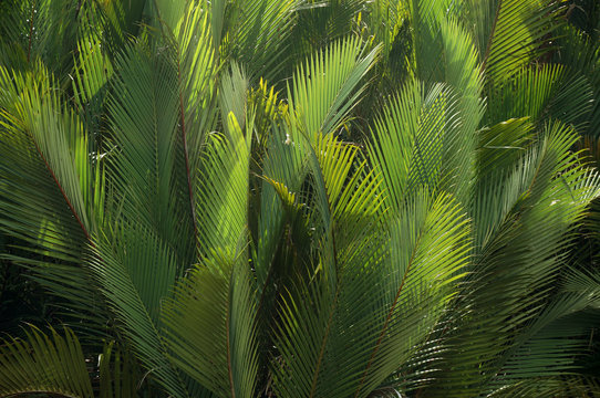 Nypa fruticans Wurmb (Mangrove Palm, Nipa Palm, Nypa Palm) on tree in mangrove forest     