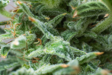 Indica flower. Macro trichomes of cannabis. Pot green flower. CBD THC in Pot.