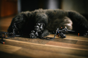 black puppy chow-chow on the floor