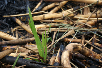 Shoots that grow in burned land  