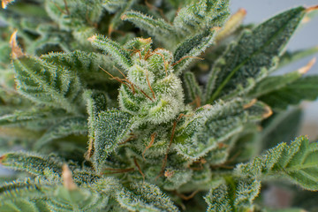 Fresh green weed In details. Macro trichomes of cannabis. Sativa CBD THC in Pot.
