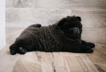 black puppy chow-chow on the floor 