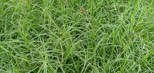 close up of green grass natural green fresh