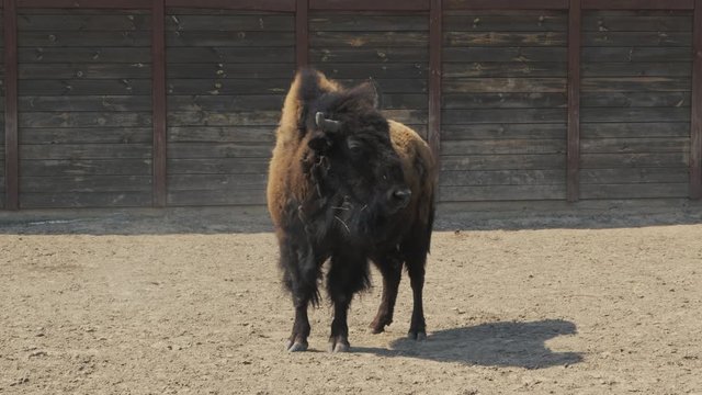 Male bison standing up at the ranch. European wood bison priscus, zubr, wisent 4k