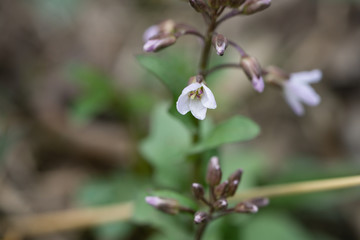 Pink Spring Cress Flowers in Springtime