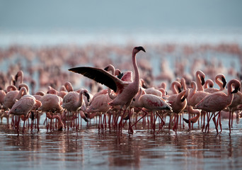 Lesser Flamingos at Bagoria lake, kenya