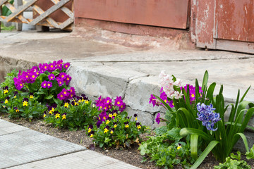 весенний сад, цветущие яркие цветы geocint, pansies, daisies вдоль дорожки