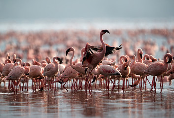 A flock of Lesser Flamingos, Bagoria lake, kenya