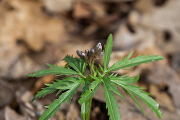 Cut Leaved Toothwort Flower Buds in Springtime