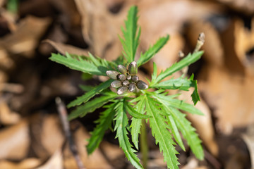 Cut Leaved Toothwort Flower Buds in Springtime