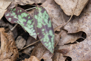 American Trout Lily Leaves in Springtime