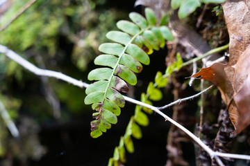 fern in forest
