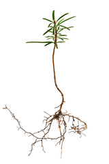  European silver fir (Abies alba) seedling isolated on a white background. Seedlings of coniferous tree isolated on a white background.
