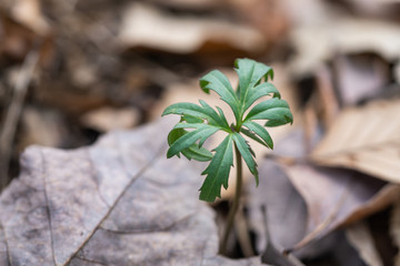 Cut Leaved Toothwort Leaves in Springtime