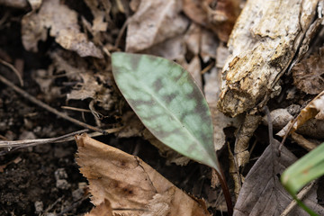 American Trout Lily Leaves in Springtime