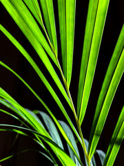 A branch of green domestic palm tree illuminated by the sun lights.