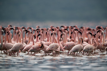 Lesser Flamingos ate Bagoria Lake, kenya