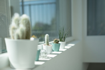 Kakteen in Töpfen auf der Fensterbank eines eleganten Hauses