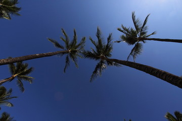 リゾートのヤシの木と青空のイメージ