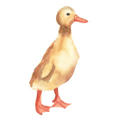 Watercolor drawing duckling. Lovely little animal. Bright, positive illustration.