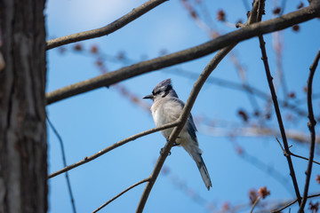 Blue Jay Perched on Branch in Springtime