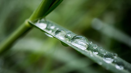 Powerful 4K Wallpaper. Relaxing with nature. A beautiful  morning dew hang on green branch.