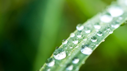 Powerful 4K Wallpaper. Relaxing with nature. A beautiful  morning dew hang on green branch.