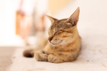 Stray cat on an island in Greece resting on the street