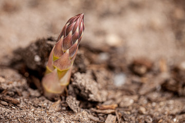 Macro shot of giant Jersey Knight Asparagus plant emerging from the soil