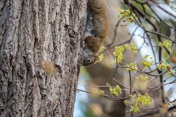 Obraz premium American Red Squirrel in Springtime