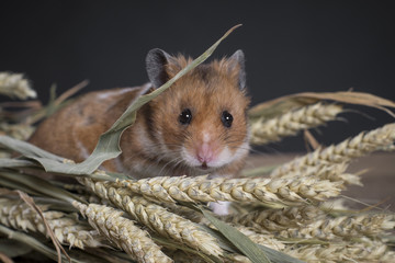 cute tiny hamsters studio shot 