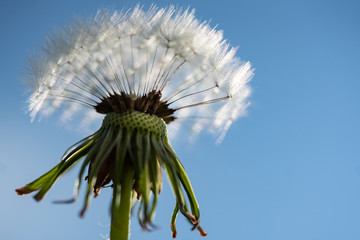 Fototapeta premium Schopf einer Pusteblume mit Lichtsaum vor blauem Himmel
