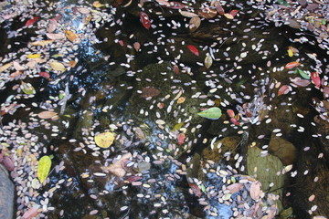 colorful beads  in a river.