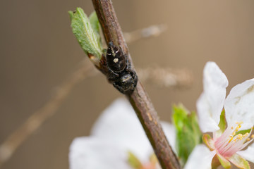 Bold Jumping Spider on Branch in Springtime