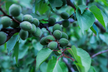 green apricot on a branch