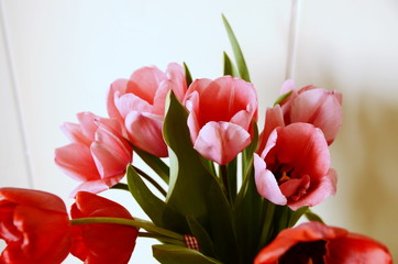 On a white background a bouquet of fresh beautiful pink tulips.