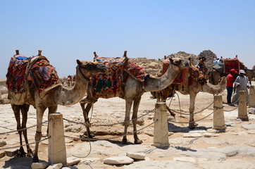 DROMADAIRES GIZEH LE CAIRE EGYPTE