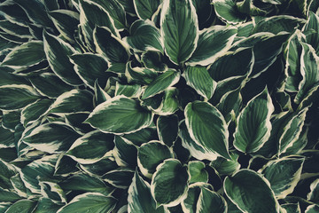 View From Above On Hosta Leaves - 341405774