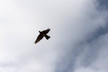 Paloma en el cielo