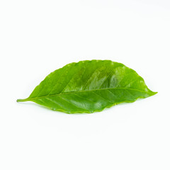 Coffee leaf green on white background.