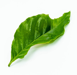 Coffee leaf green on white background.