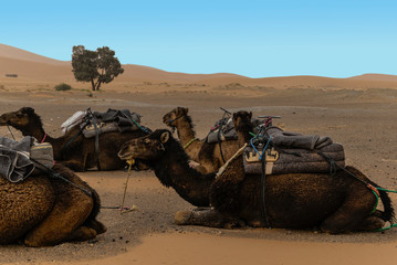 Group of camels in the desert 