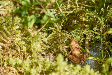 Rana dalmatina - brown little frog