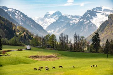 alpine meadow in switzerland