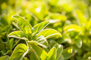 Macro shot of oregano plant with room for text