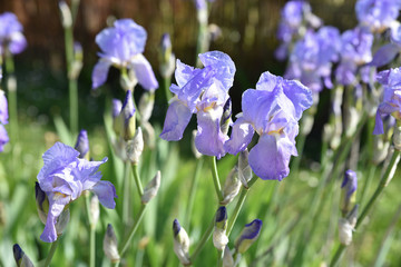 Iris bleu au jardin
